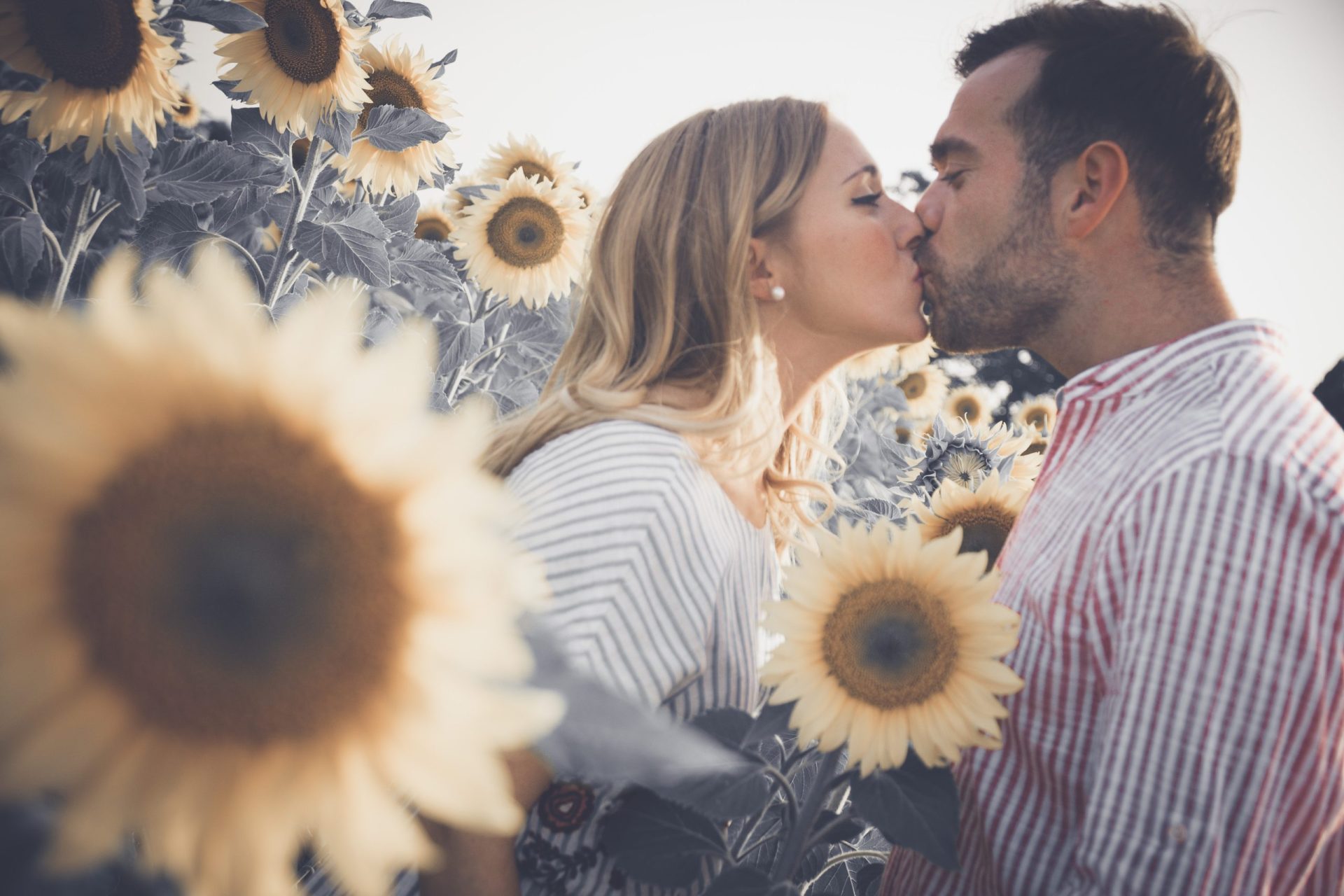 Preboda girasoles