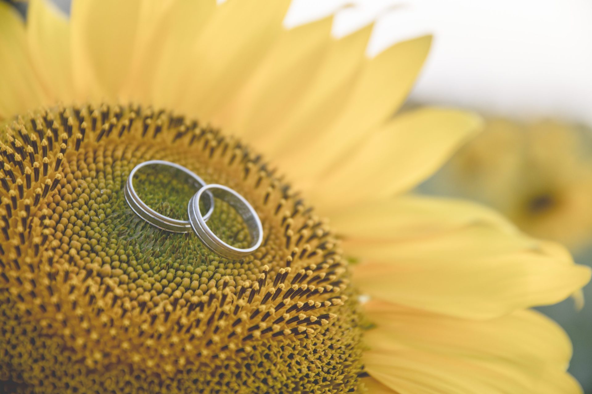 Preboda girasoles